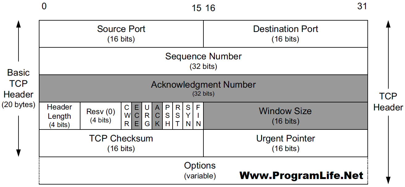TCP Segment Format